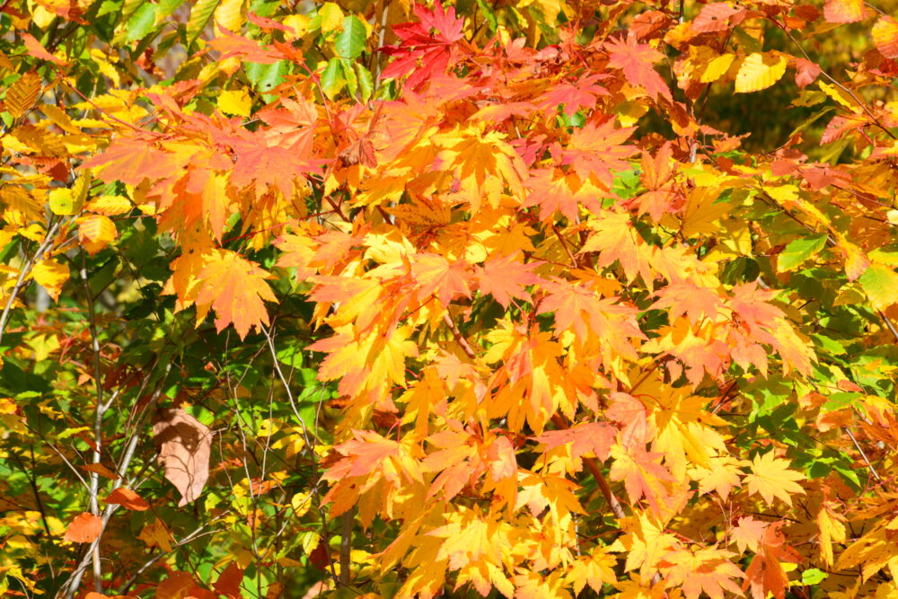 新玉川温泉前の紅葉