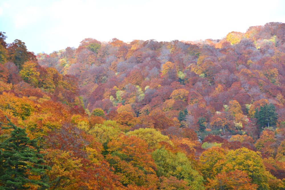 新玉川温泉前の紅葉