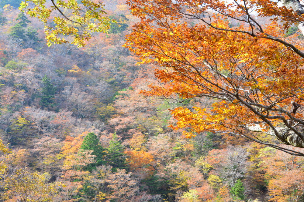 弥山の紅葉