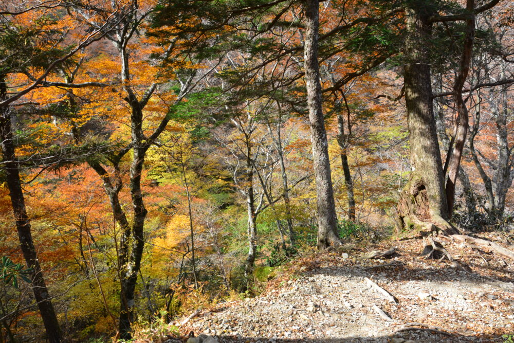 弥山の紅葉