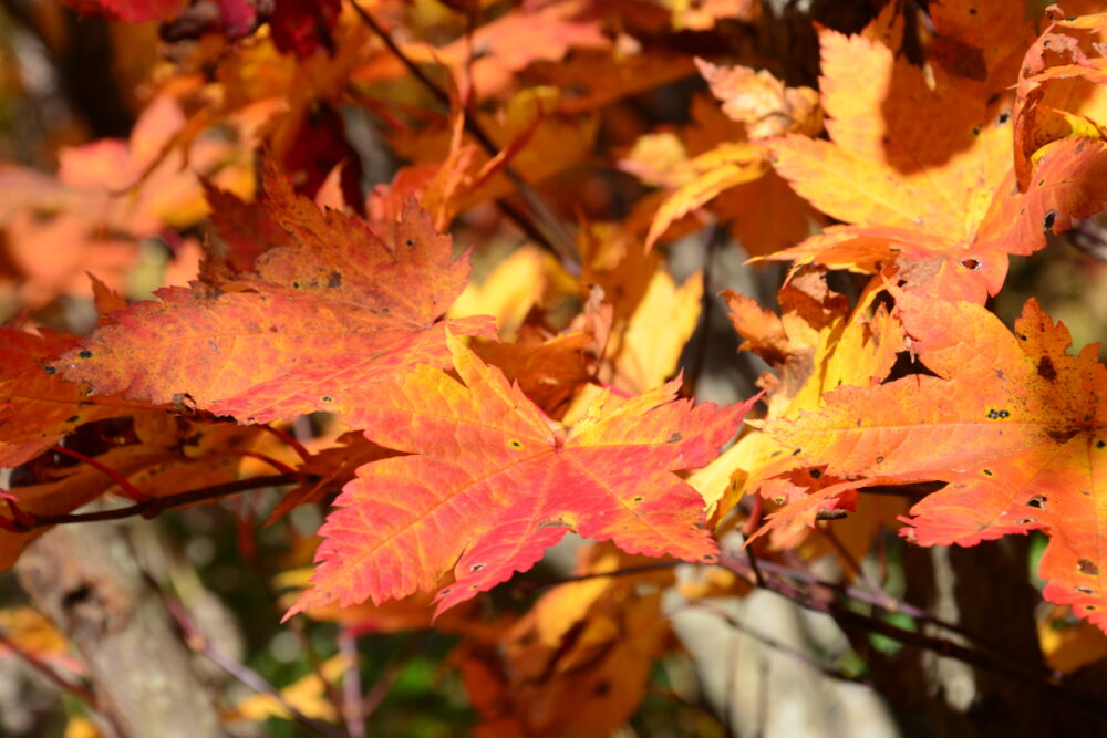 八甲田山の紅葉