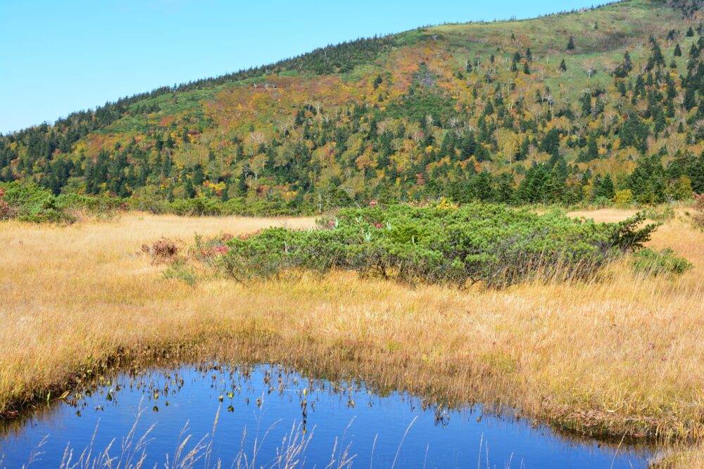 八甲田山・下毛無岱の池塘と紅葉