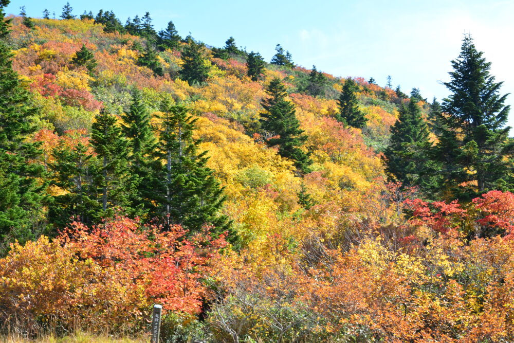 八甲田山・下毛無岱の紅葉