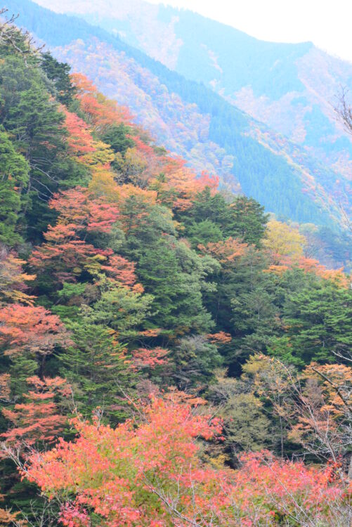 尾崎坂展望台から見た紅葉