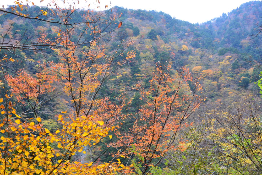 寸又峡・飛龍橋から見た紅葉