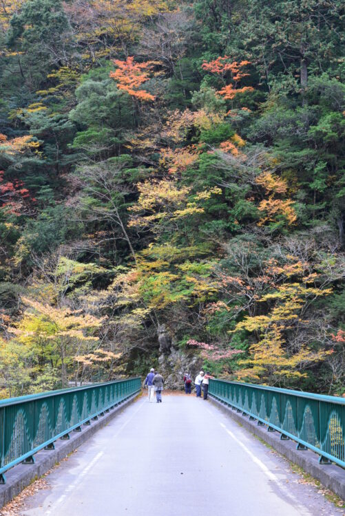 寸又峡・飛龍橋の紅葉