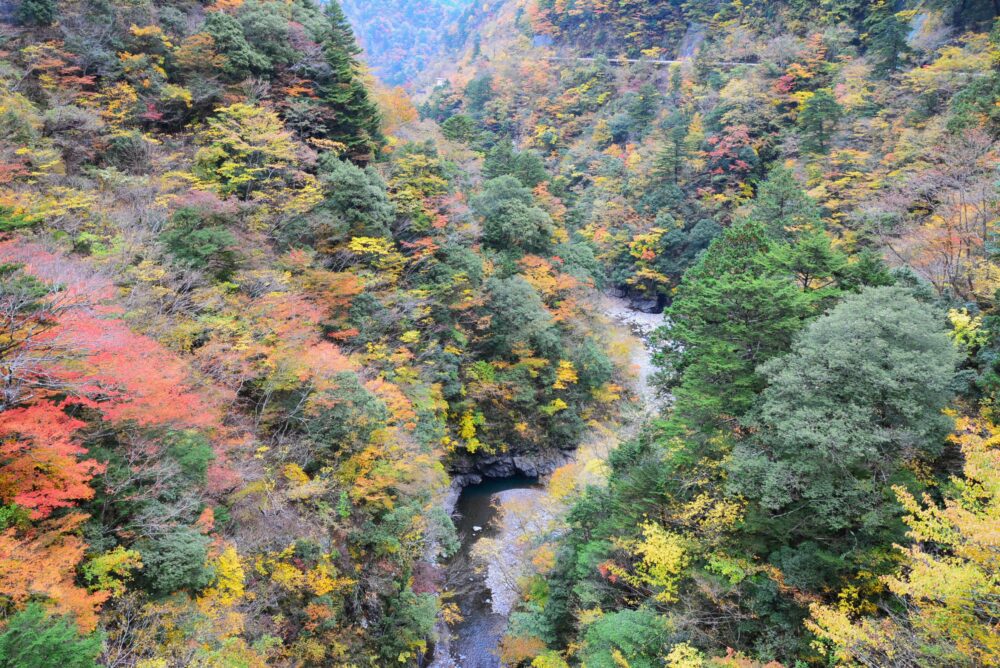 寸又峡・飛龍橋から見た紅葉