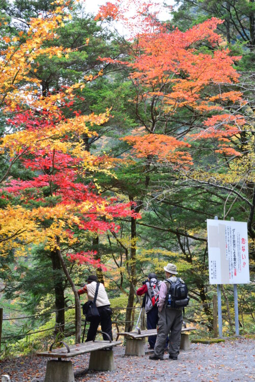 寸又峡の紅葉