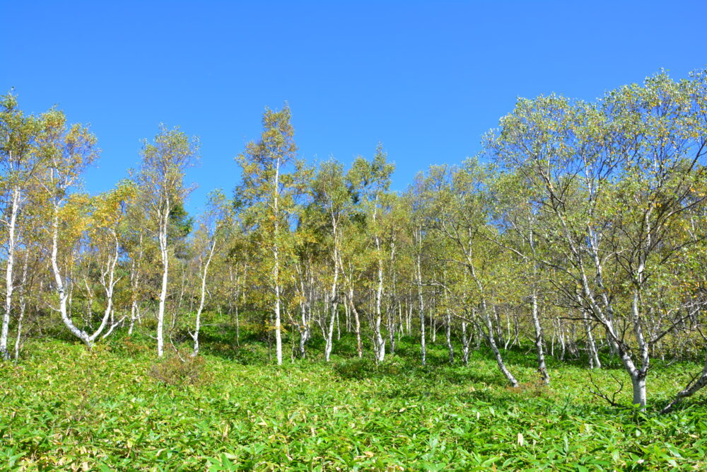 根子岳のダケカンバの木々と青空