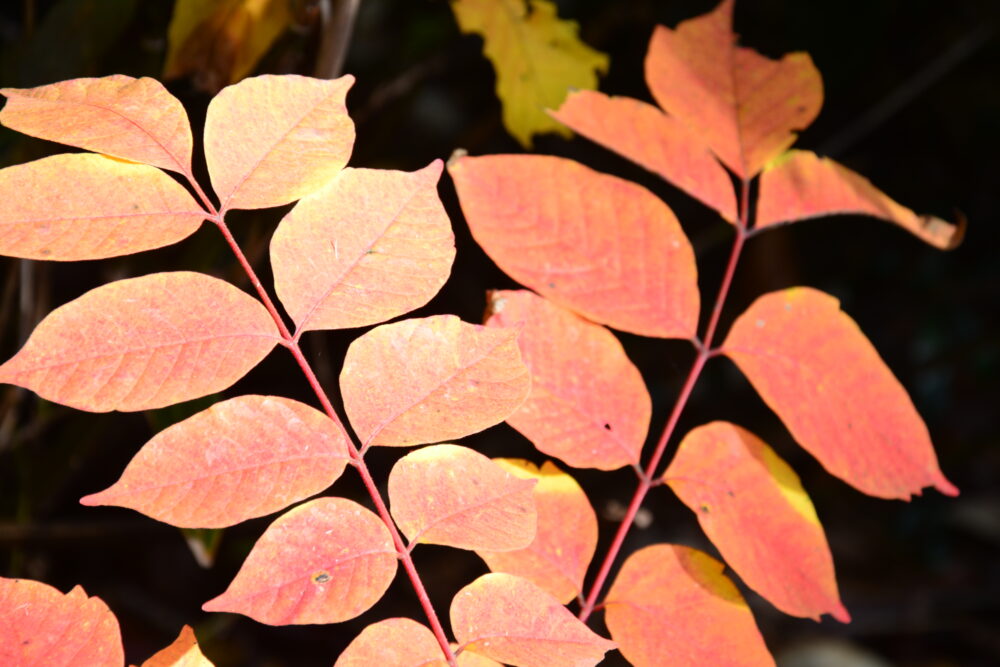 八甲田山の紅葉