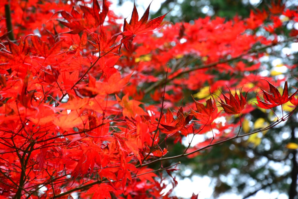 寸又峡の紅葉