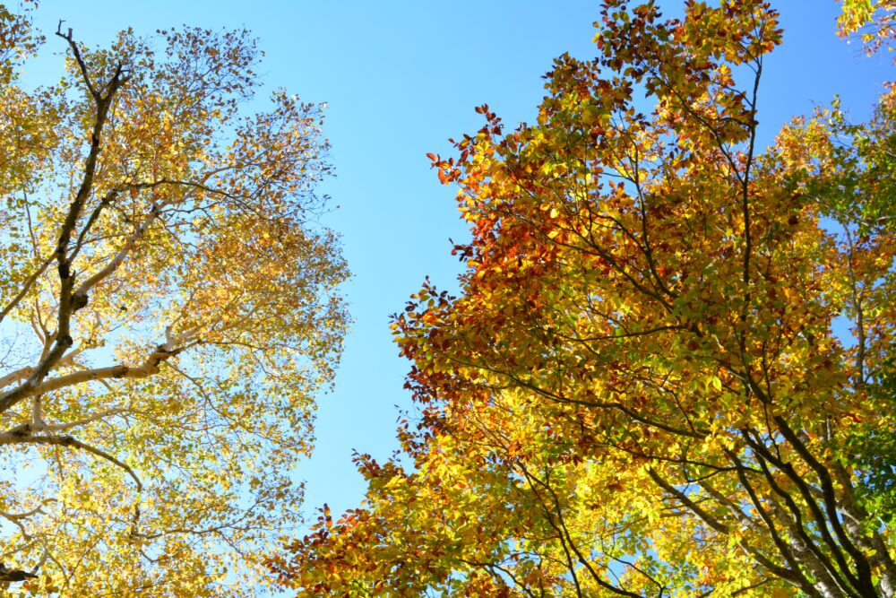 八甲田山の紅葉