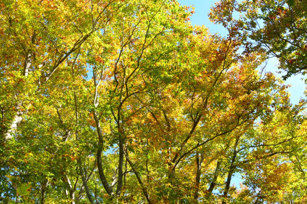 八甲田山の紅葉