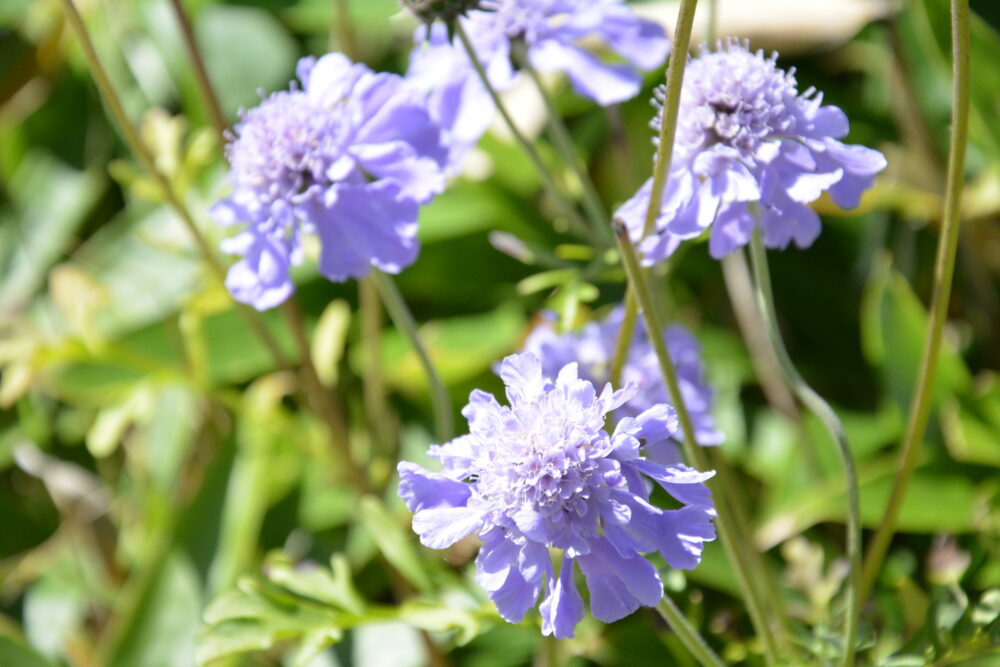 根子岳のお花