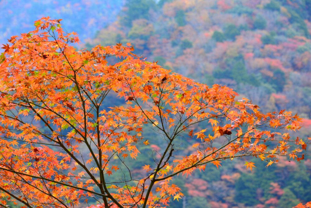 寸又峡の紅葉