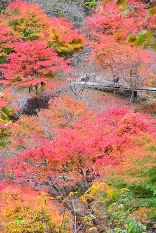 寸又峡の紅葉