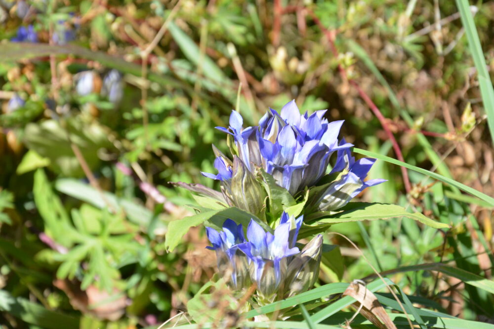 根子岳のお花