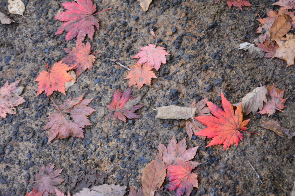 岩手山の紅葉した葉