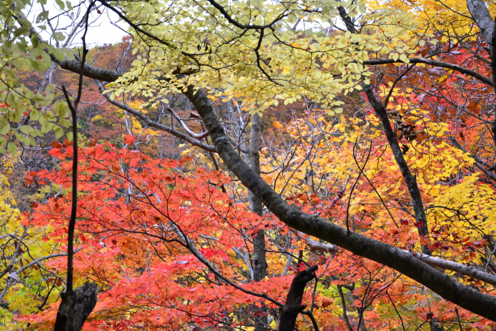 岩手山の紅葉