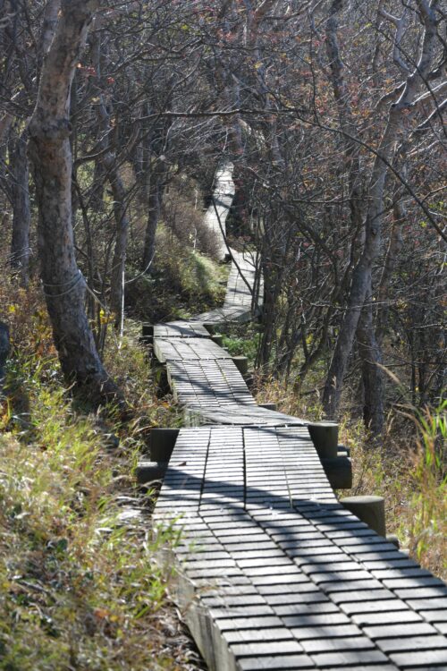 草津白根山（本白根山）の登山道