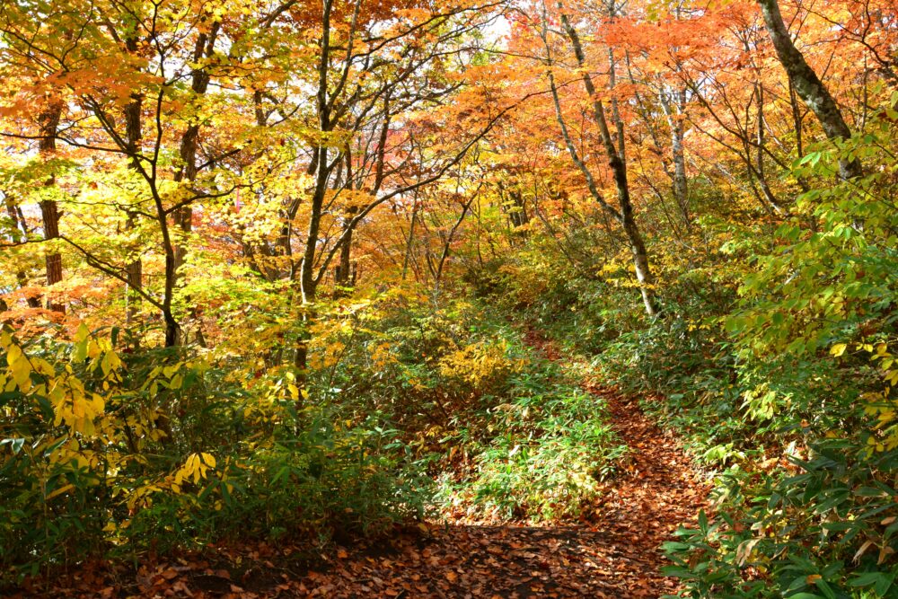 岩手山の紅葉