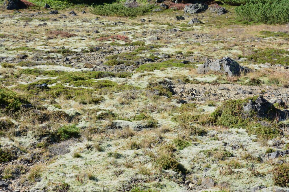 草津白根山（本白根山）の鏡池付近に自生している苔