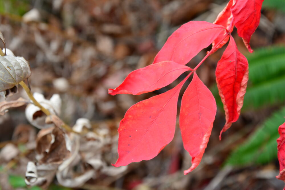 岩手山の紅葉した葉