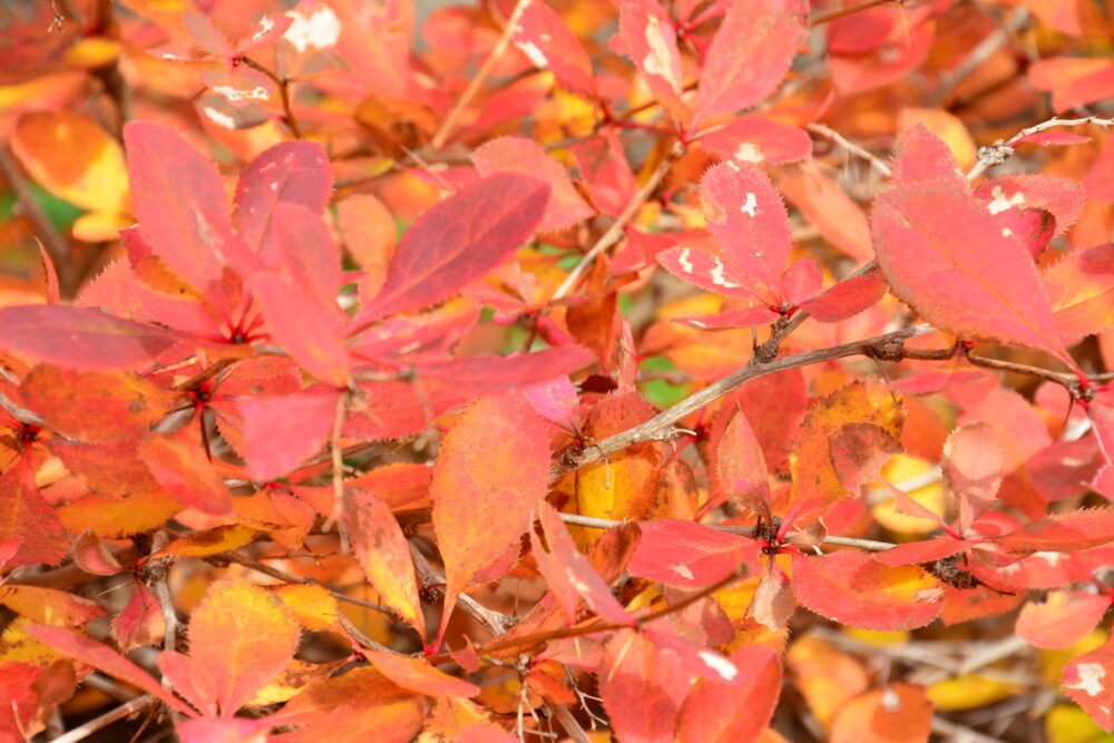 岩手山の紅葉した葉