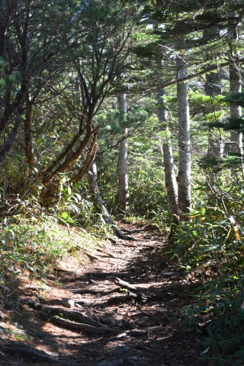 草津白根山（本白根山）の登山道