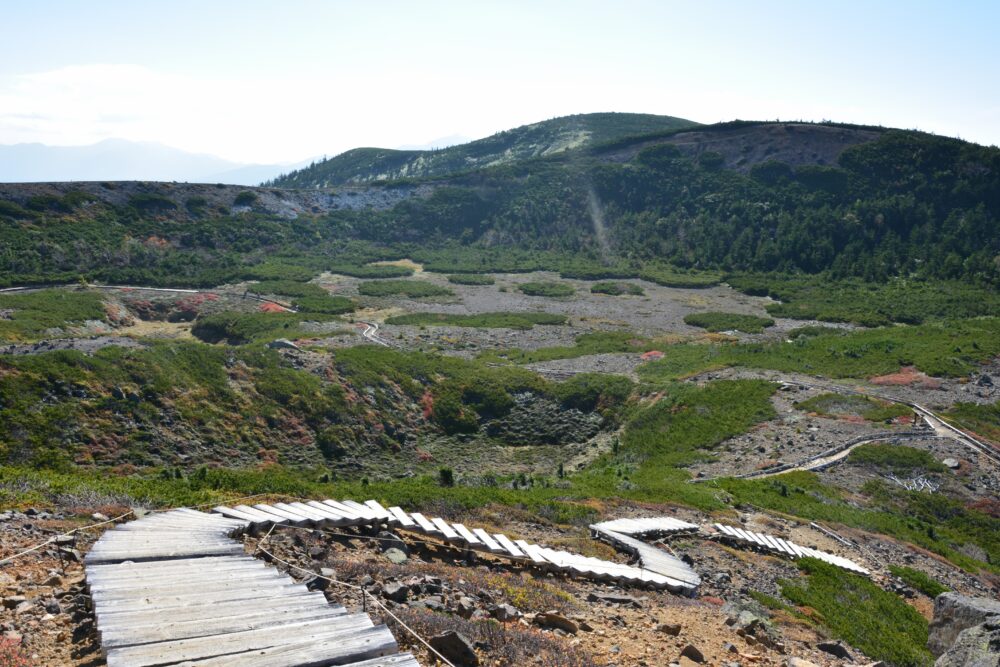 草津白根山（本白根山）のコマクサ群生地