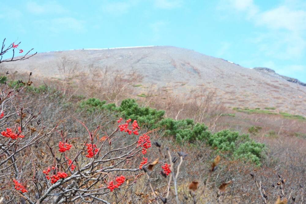 岩手山の山頂とナナカマド