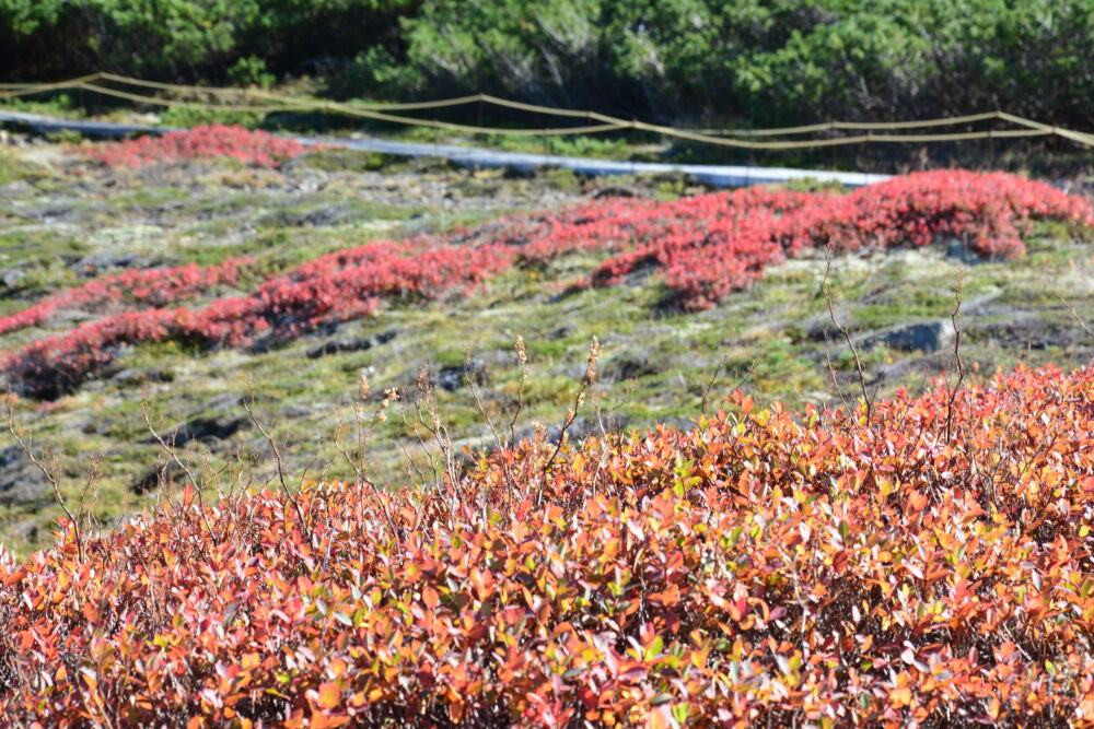 草津白根山（本白根山）の草紅葉