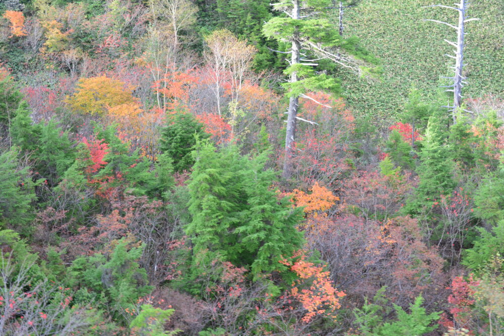 草津白根山（本白根山）のロープウェイから見た紅葉