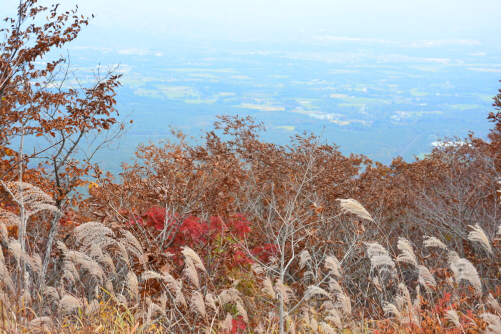 岩手山の紅葉とすすき