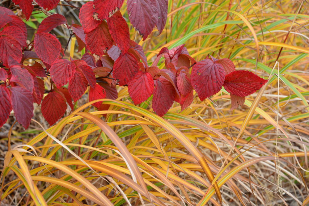 岩手山の紅葉