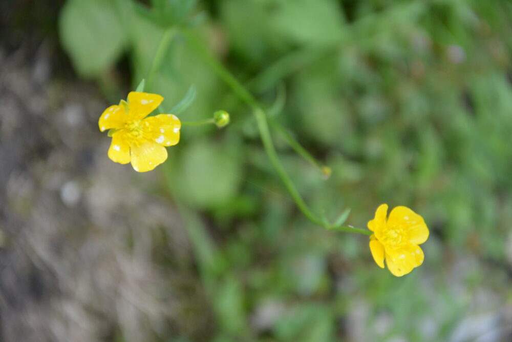 白馬岳のお花