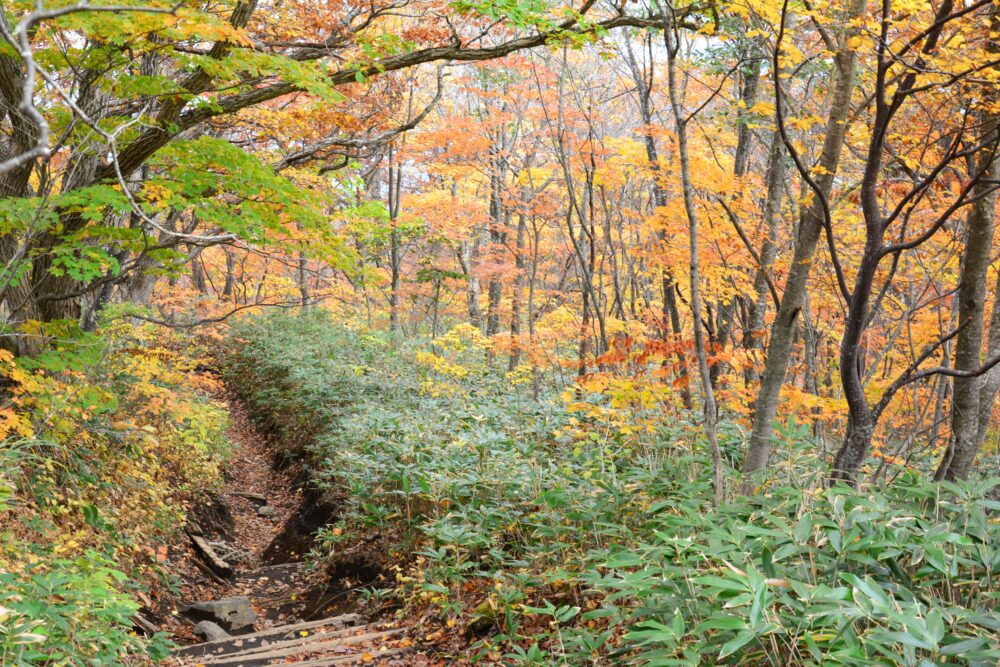 岩手山の紅葉