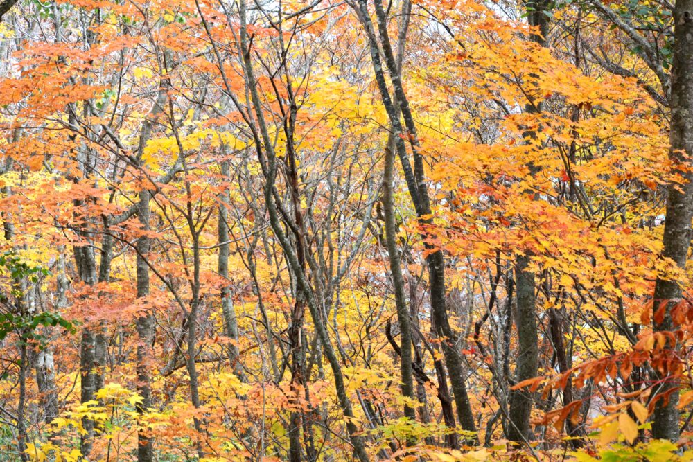 岩手山の紅葉