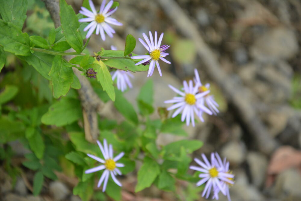 白馬岳のお花