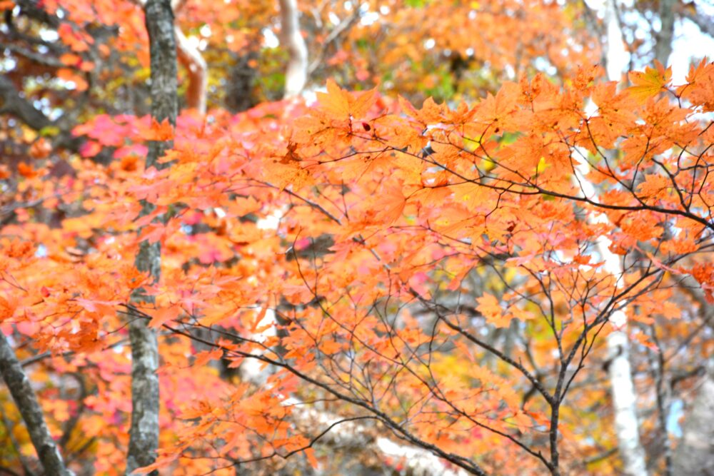 岩手山の紅葉