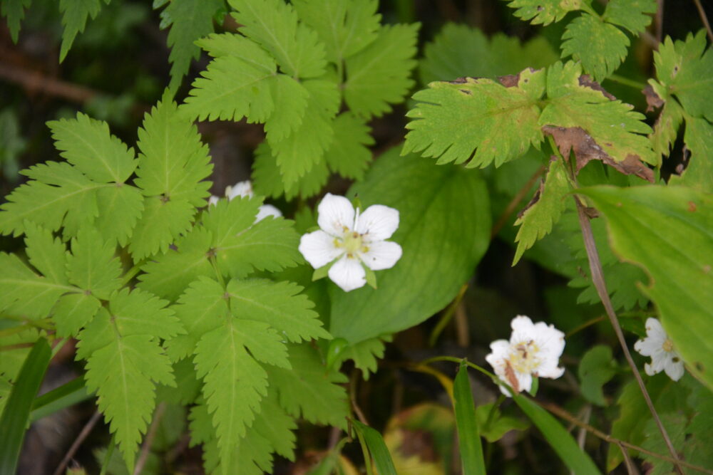 白馬岳のお花