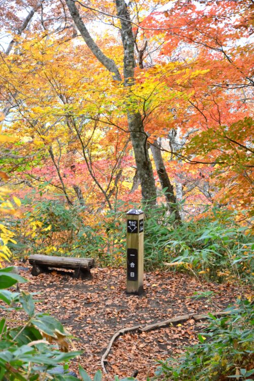 岩手山の1合目の紅葉