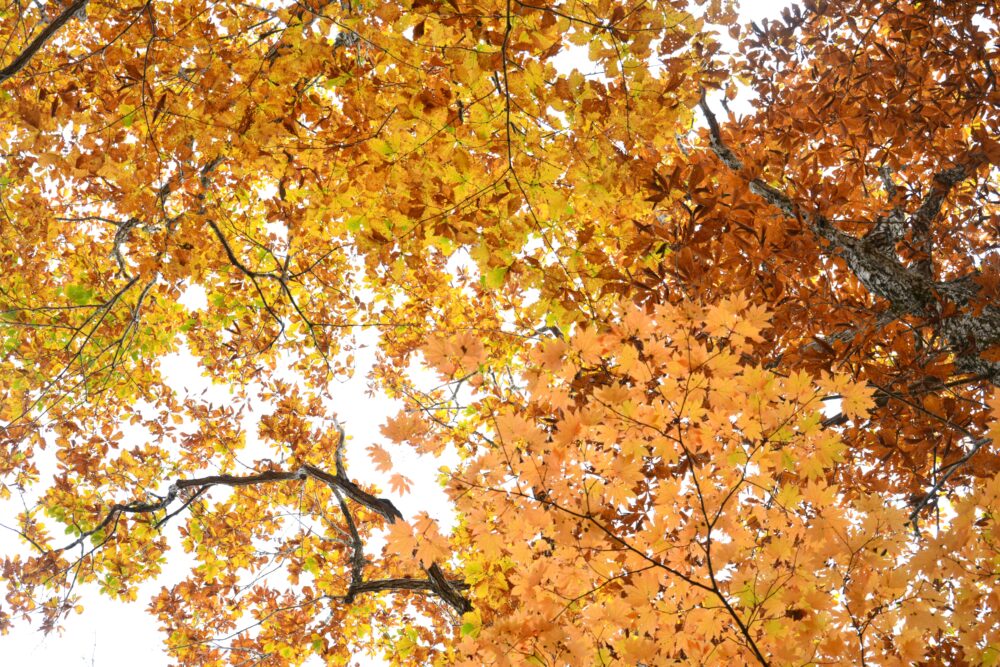 岩手山の紅葉