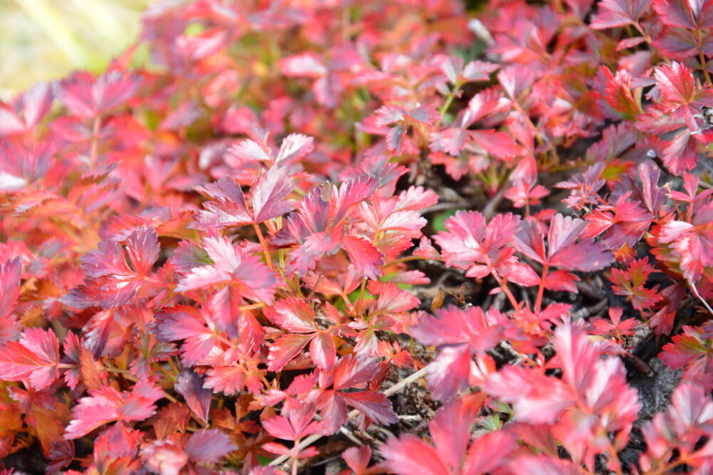 室堂の草紅葉