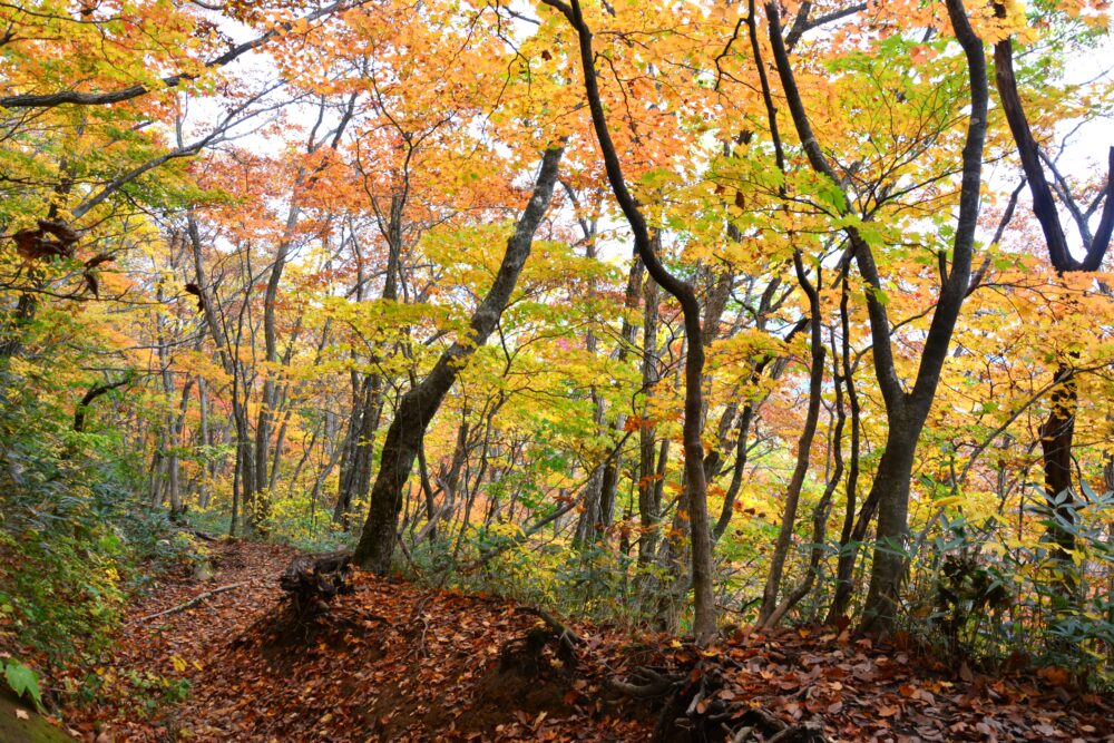 岩手山の紅葉