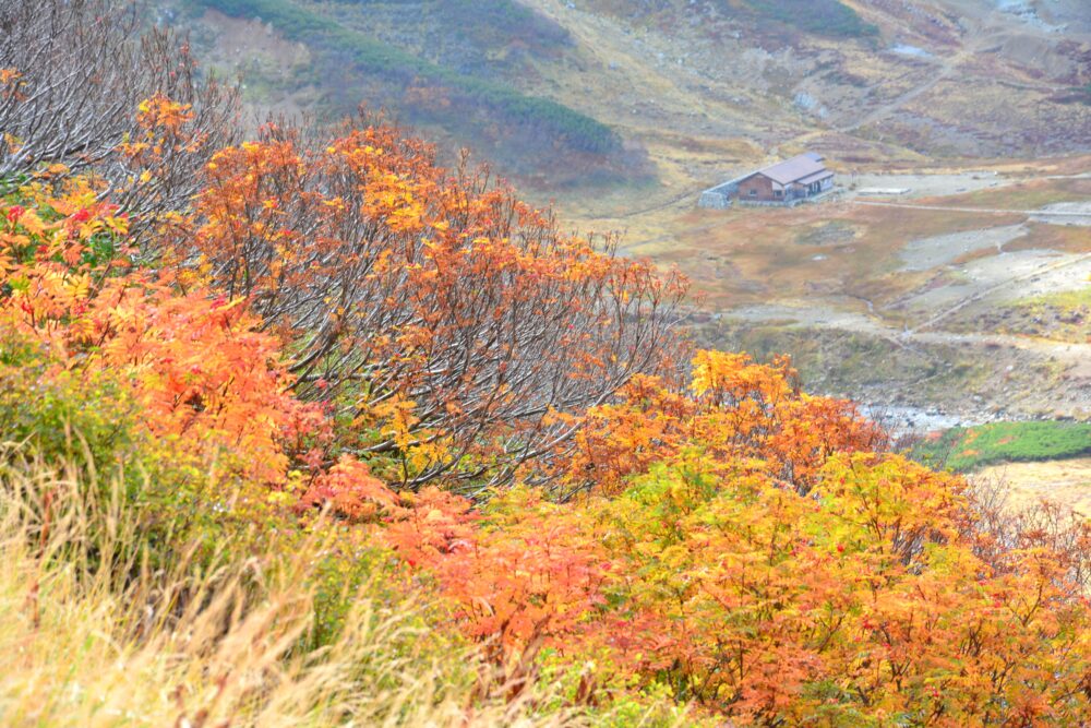 室堂の紅葉