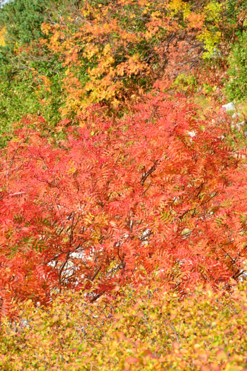 室堂の紅葉