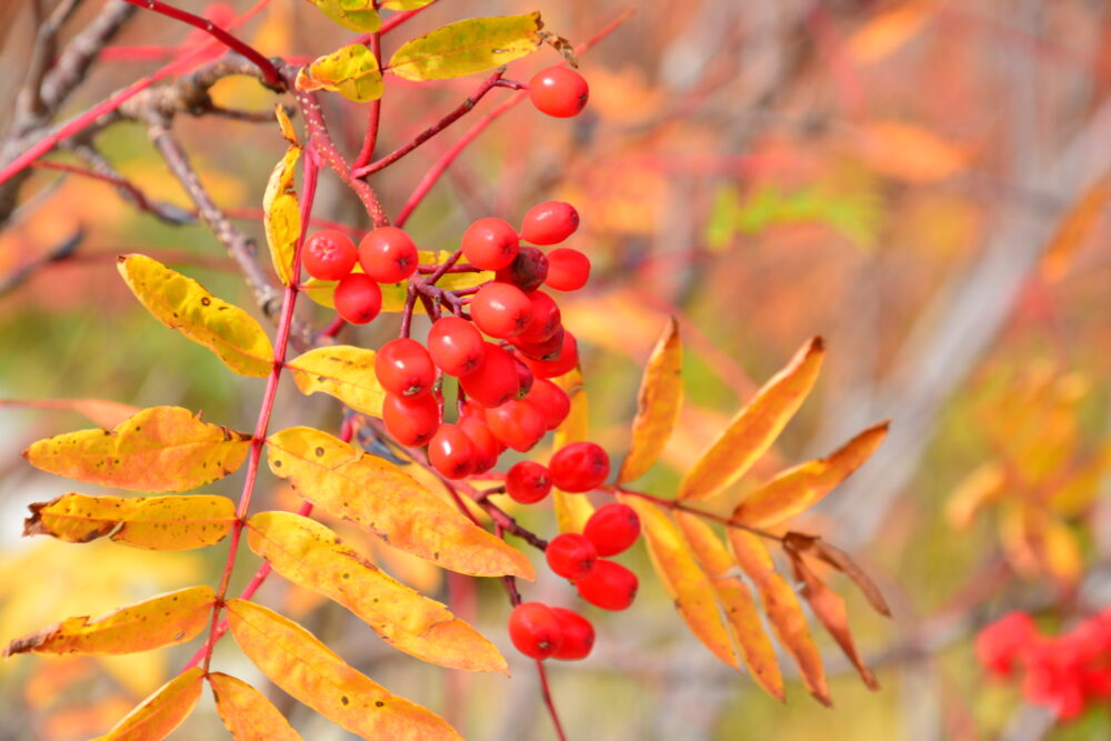 室堂の紅葉したナナカマド