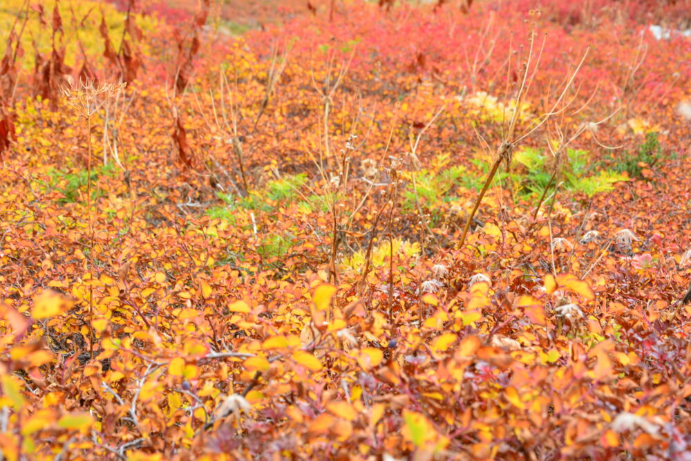 室堂の草紅葉