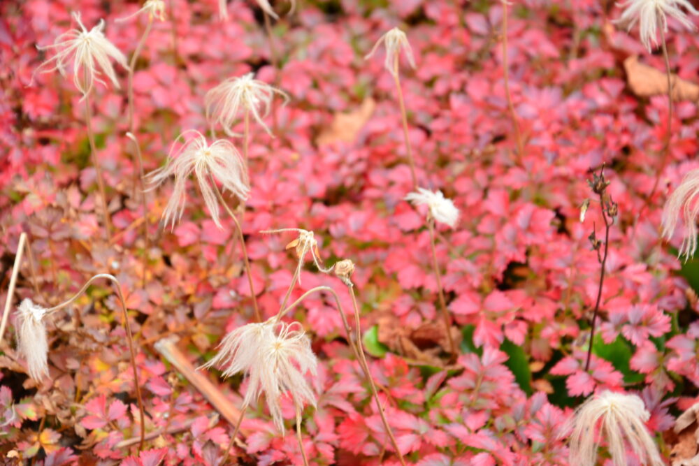 室堂の草紅葉（チングルマ）